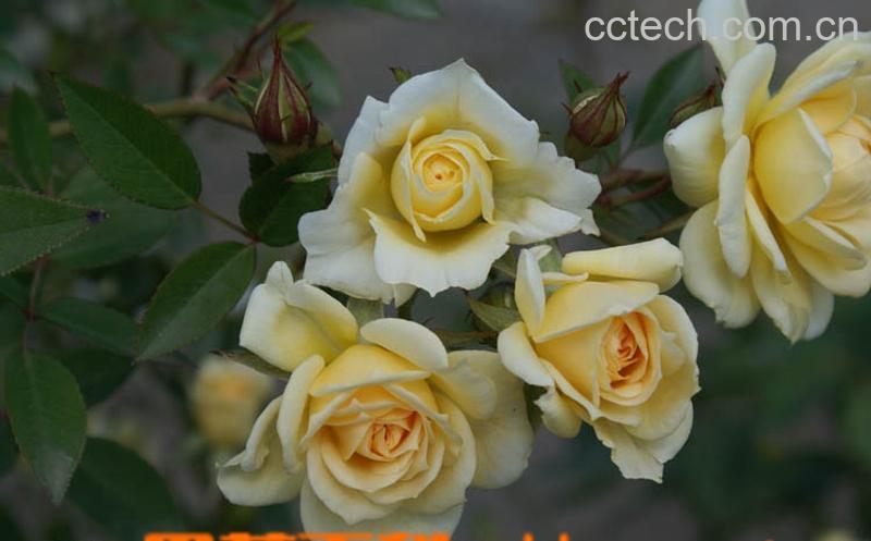 果蔬百科枝干洋葵的养殖方法-0