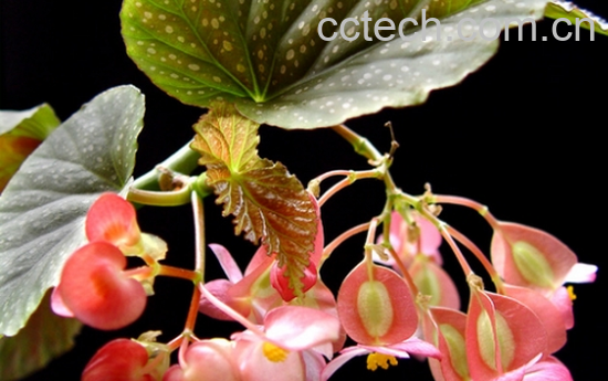 果蔬百科竹节海棠的养殖方法-0