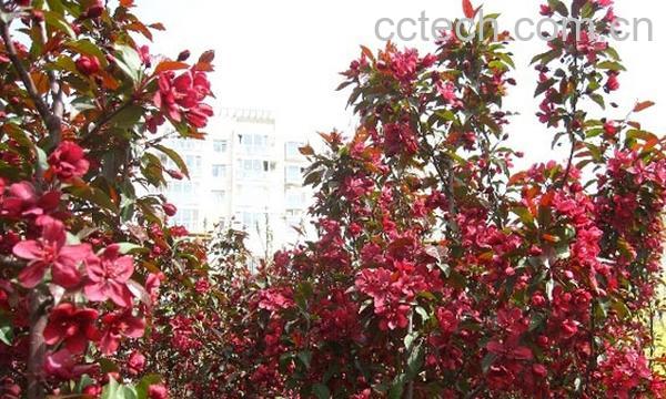 果蔬百科竹节海棠-3