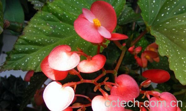 果蔬百科竹节海棠-2