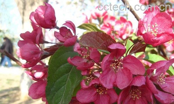 果蔬百科竹节海棠-4