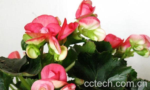 果蔬百科竹节海棠-5