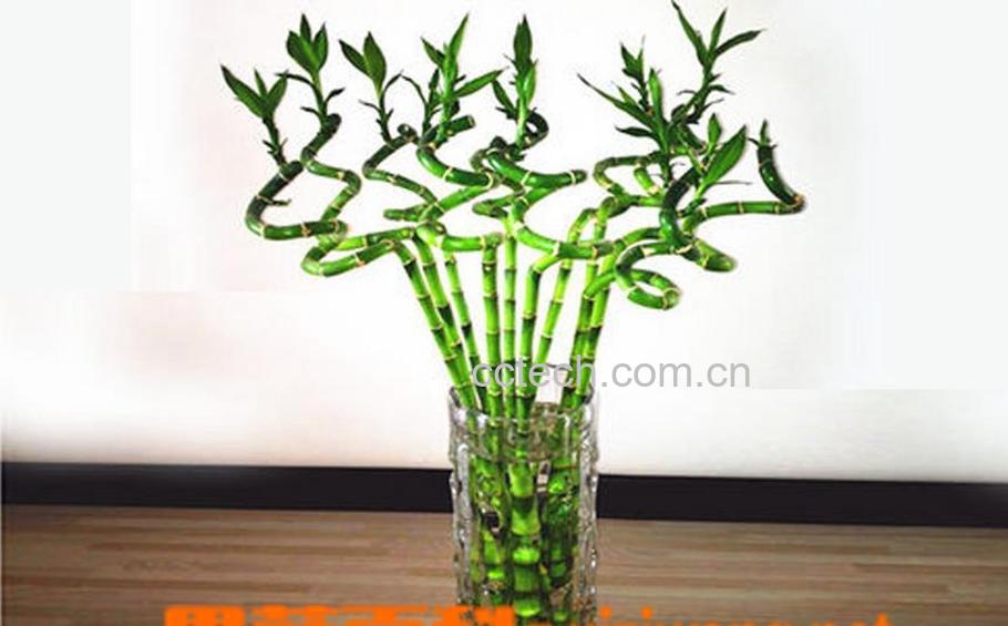 果蔬百科转运竹的养殖方法和注意事项-0