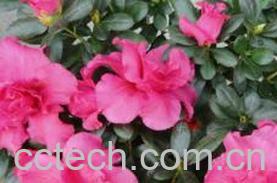 果蔬百科比利时杜鹃-0