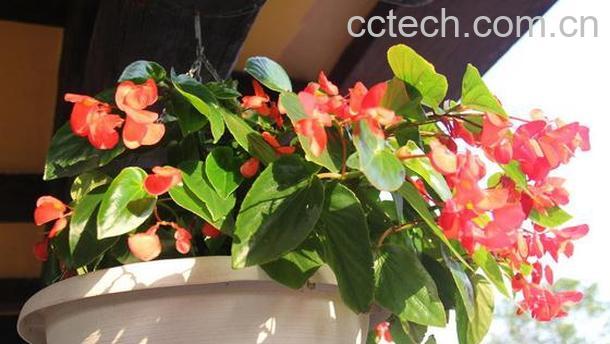 果蔬百科如何养好海棠花 海棠花的养殖方法技巧-0