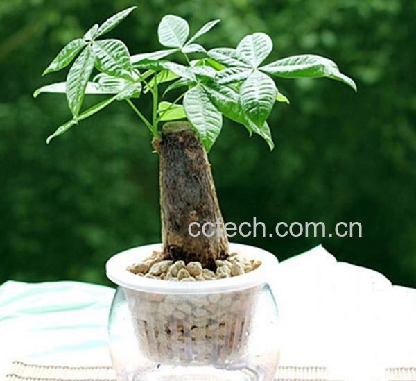 果蔬百科发财树叶子黄了怎么办 -0