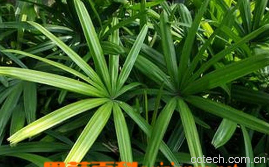 果蔬百科凤尾竹叶子黄了怎么办 -0