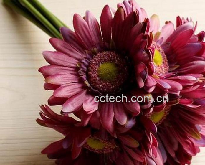 果蔬百科非洲菊(扶郎花)的养殖养护方法-0