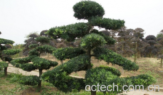 果蔬百科罗汉松扦插-1