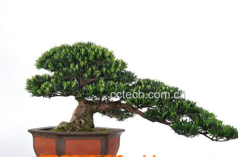 果蔬百科罗汉松的繁殖方法-0