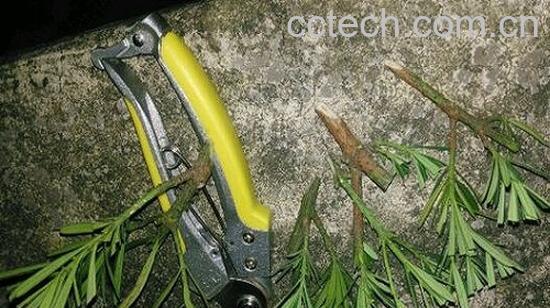 果蔬百科罗汉松插条图（一）-2