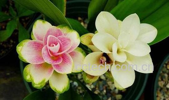 果蔬百科盆栽姜荷花怎么养-0