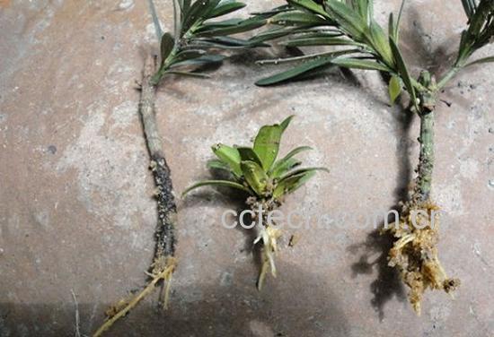 果蔬百科罗汉松怎样扦插图（二）-3