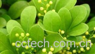 果蔬百科米兰花的繁殖方法-0