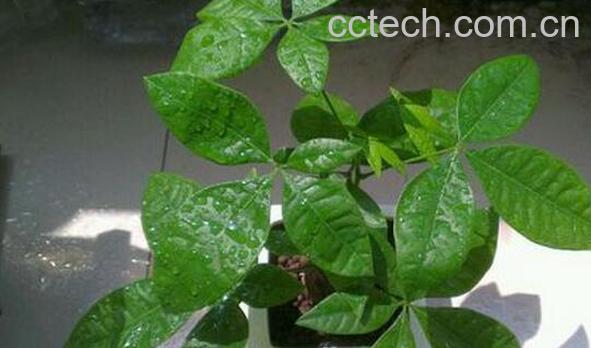 果蔬百科常见的喜阴植物有哪些-0