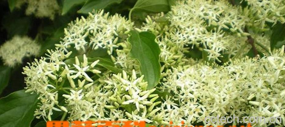 果蔬百科夜来香扦插繁殖方法-0