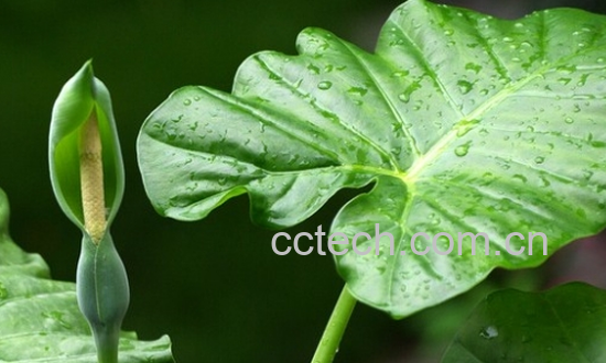 果蔬百科滴水观音烂根的处理方法-0