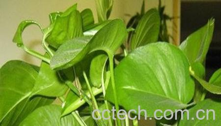 果蔬百科绿萝的图片-1