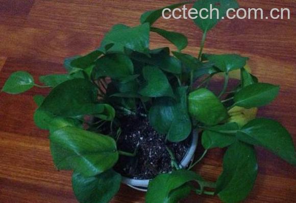 果蔬百科土培绿萝烂根怎么办-0