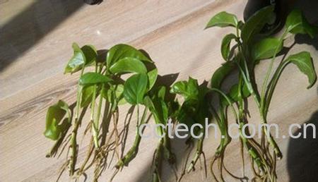 果蔬百科土栽绿萝烂根-3
