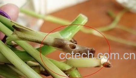 果蔬百科绿萝烂根-2