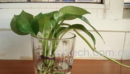 果蔬百科水培绿萝烂根-4