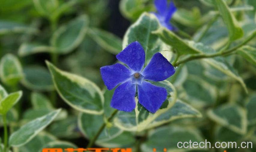 果蔬百科花叶蔓长春的扦插方法-0