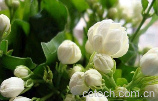 果蔬百科茉莉花怎么繁殖扦插-0