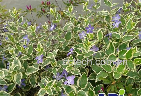 果蔬百科花叶蔓长春花-1