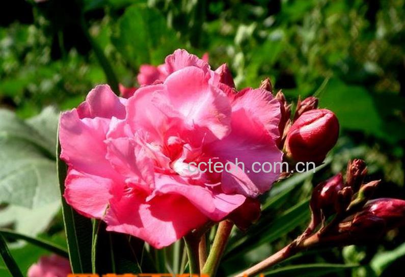 果蔬百科夹竹桃图片 夹竹桃有毒吗-0