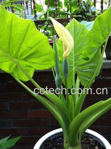 果蔬百科滴水观音开花好不好-0