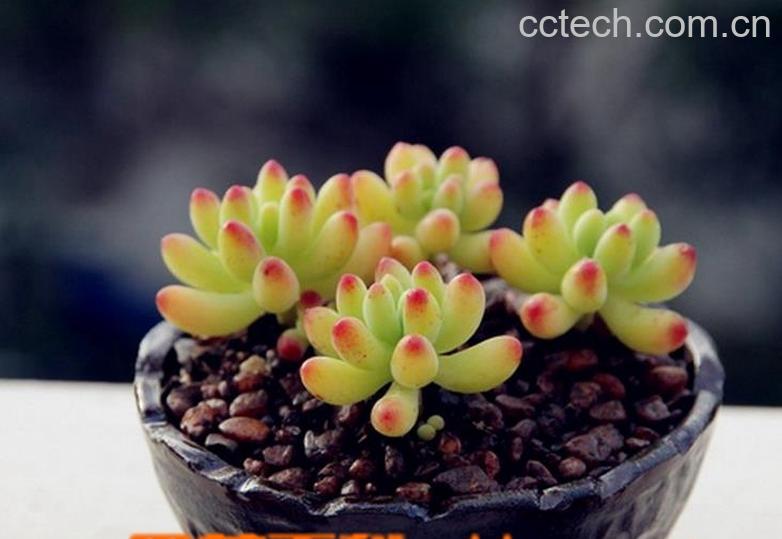 果蔬百科多肉植物八千代养殖方法-0