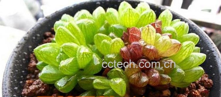 果蔬百科多肉植物冰灯玉露养殖方法-0