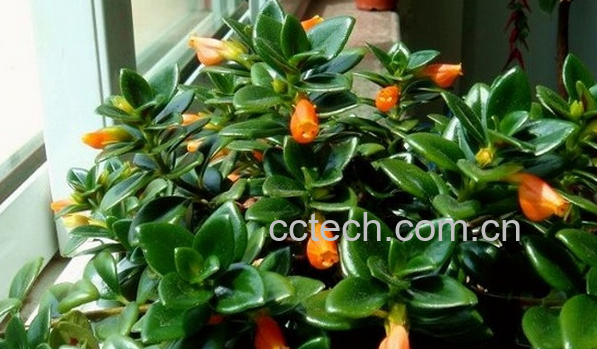 果蔬百科金鱼吊兰掉叶子怎么办-0