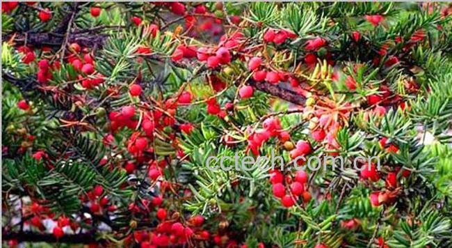 果蔬百科红豆杉的养殖方法和注意事项-0