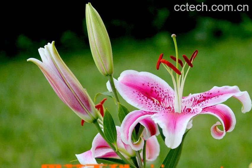 果蔬百科香水百合的繁殖方法-0