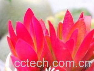 果蔬百科多肉植物种植知识之初级配土方法-1