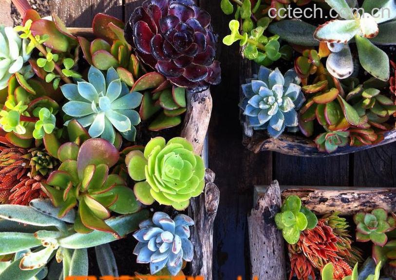 果蔬百科多肉植物种植知识之初级配土方法-0