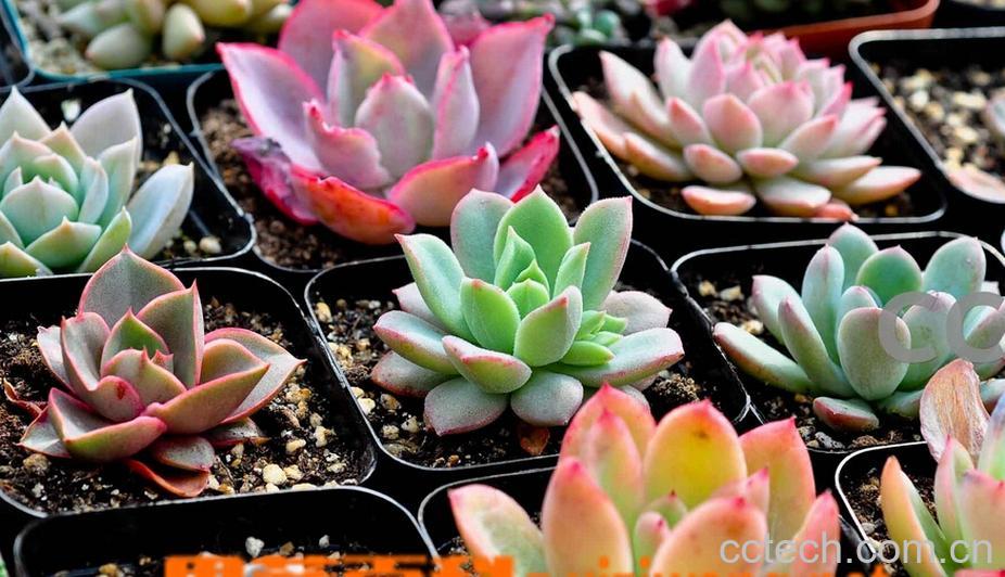 果蔬百科多肉植物该如何养护-0
