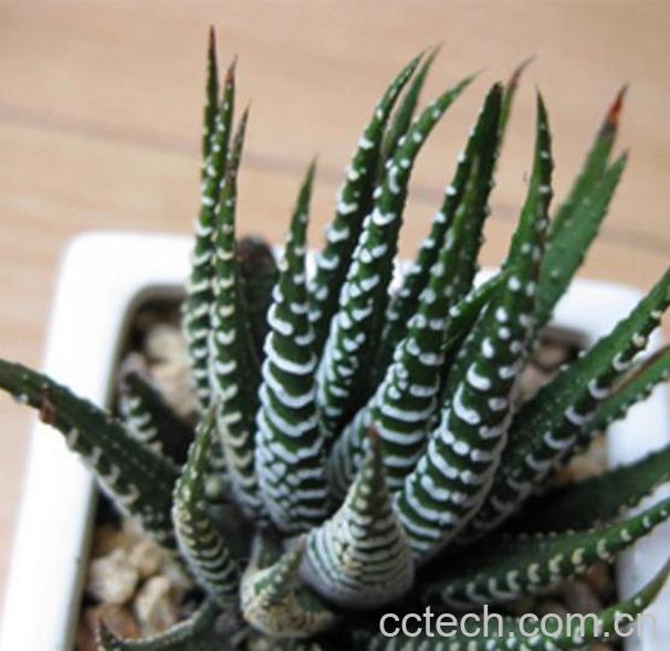 果蔬百科条纹十二卷怎么养肥-0