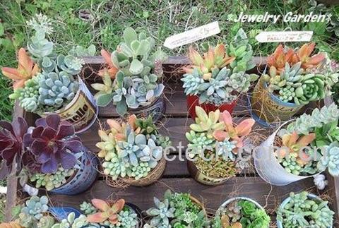 果蔬百科多肉植物的养殖方法(新手入门)-1