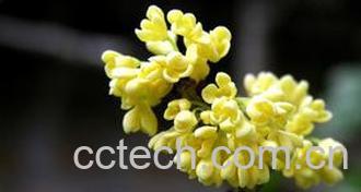 果蔬百科盆栽桂花的养殖方法-0