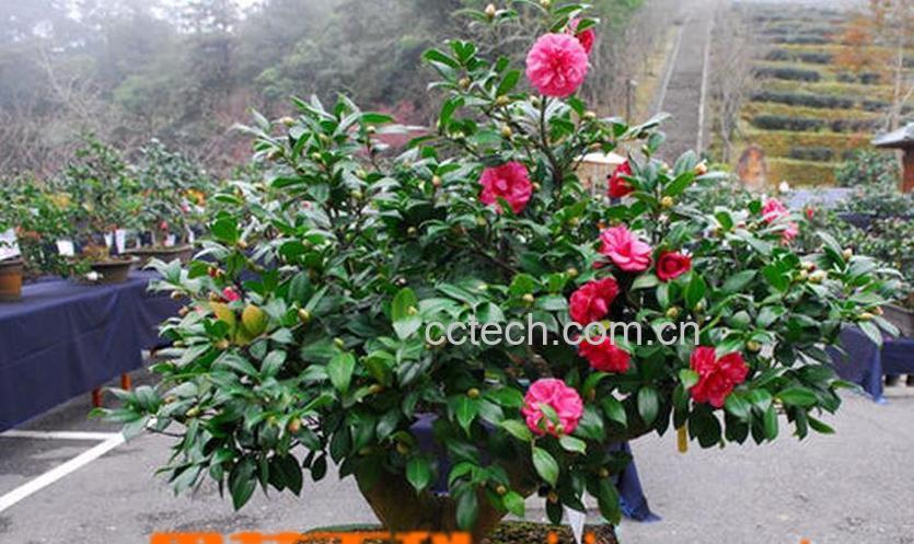果蔬百科盆栽茶花的养殖方法-0