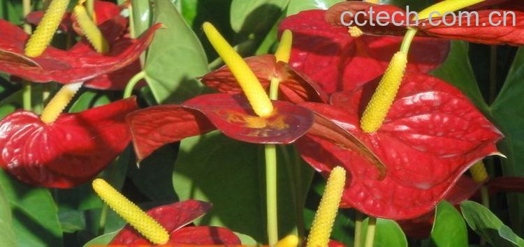 果蔬百科家庭红掌的养殖方法-0