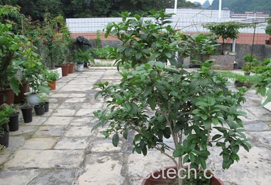 果蔬百科盆栽桂花的养殖方法-1