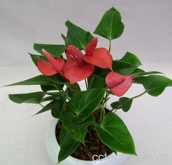 果蔬百科养殖红掌的温度要求-1