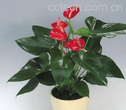 果蔬百科红掌的浇水周期-2