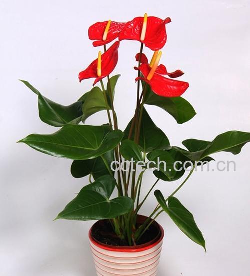 果蔬百科红掌病虫害的防治-3