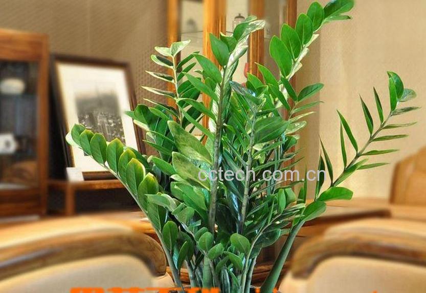 果蔬百科盆栽金钱树的养殖方法-0