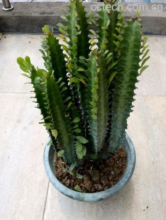 果蔬百科龙骨花的养殖方法-0